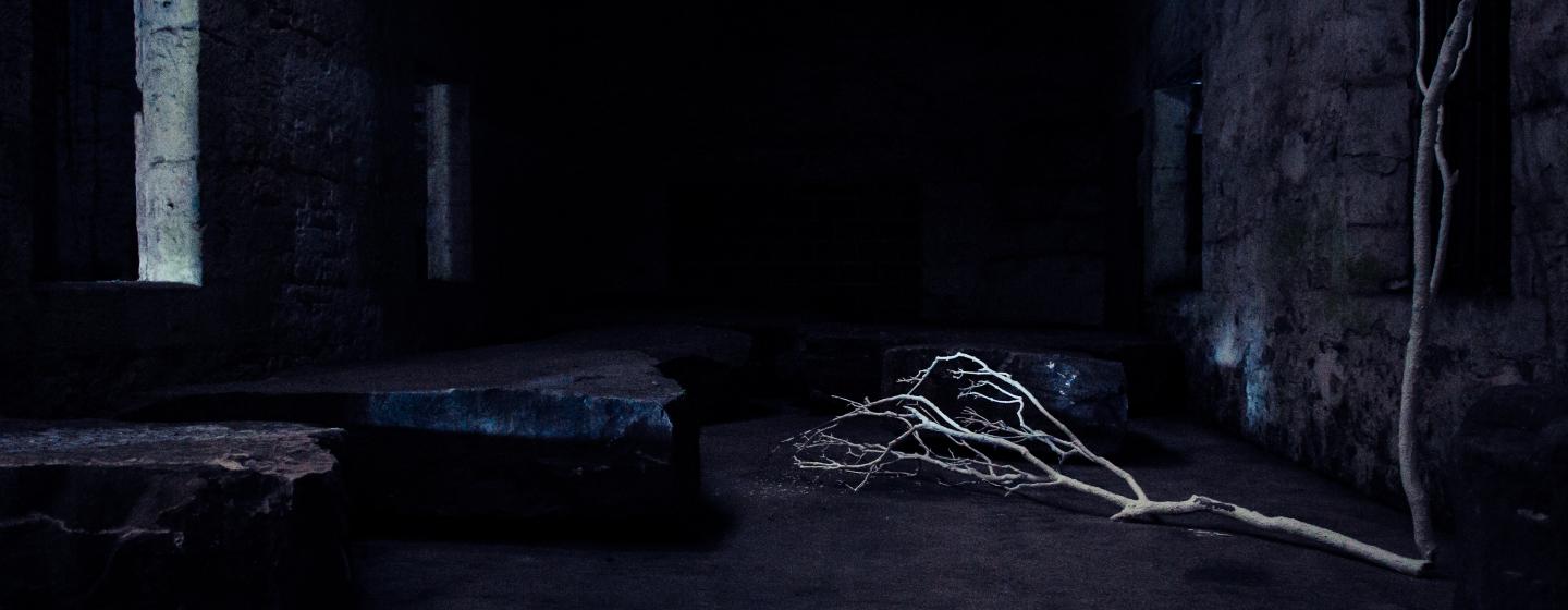 An image of a dark room with contrasting white branches 