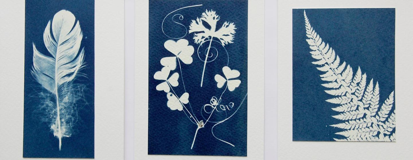 examples of cyanotype process